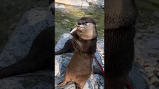 Рыба - Секрет Крепкого Здоровья😋😋 #Shorts #Aty #Otter #Watersausage