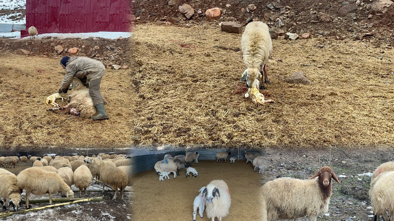 KOYUN DOĞUM SEZONU BAŞLADI HERKESE BOL KAZANÇLAR 