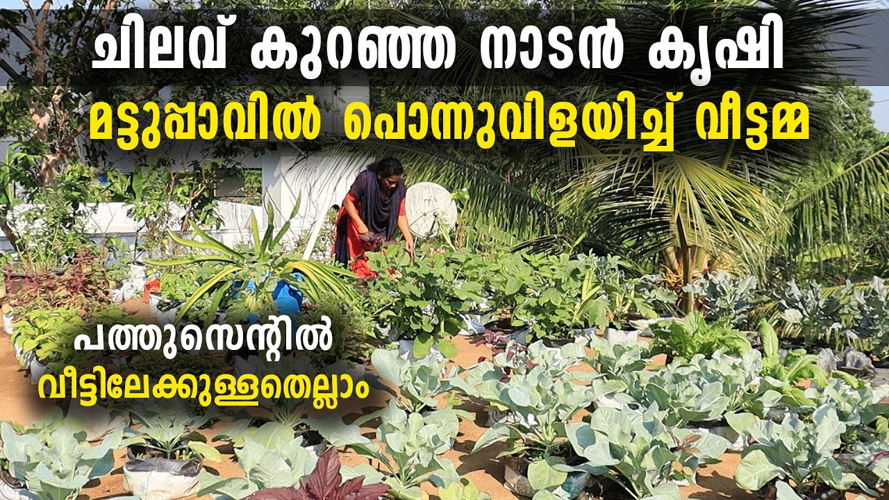 എന്റെ കൃഷി തനി നാടനാണ്, ഹൈടെക് അല്ല,നല്ല ഭക്ഷണത്തിന് നാടൻ കൃഷി|മട്ടുപ്പാവിൽ പൊന്നുവിളയിച്ച് വീട്ടമ്മ