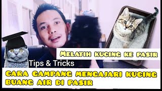 CARA GAMPANG MENGAJARI KUCING KE PASIR  AGAR KUCING TIDAK BUANG 4IR SEMBARANGAN