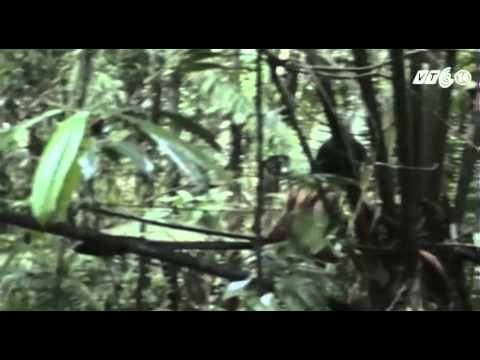 Video VTC14_Cuộc sống biệt lập của thổ dân Amazon - youtube