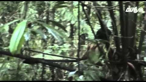 VTC14_Cuộc sống biệt lập của thổ dân Amazon