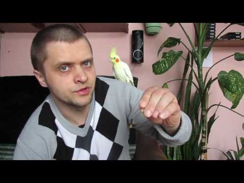 Видео: Как да разберете пола на папагала с кокатил