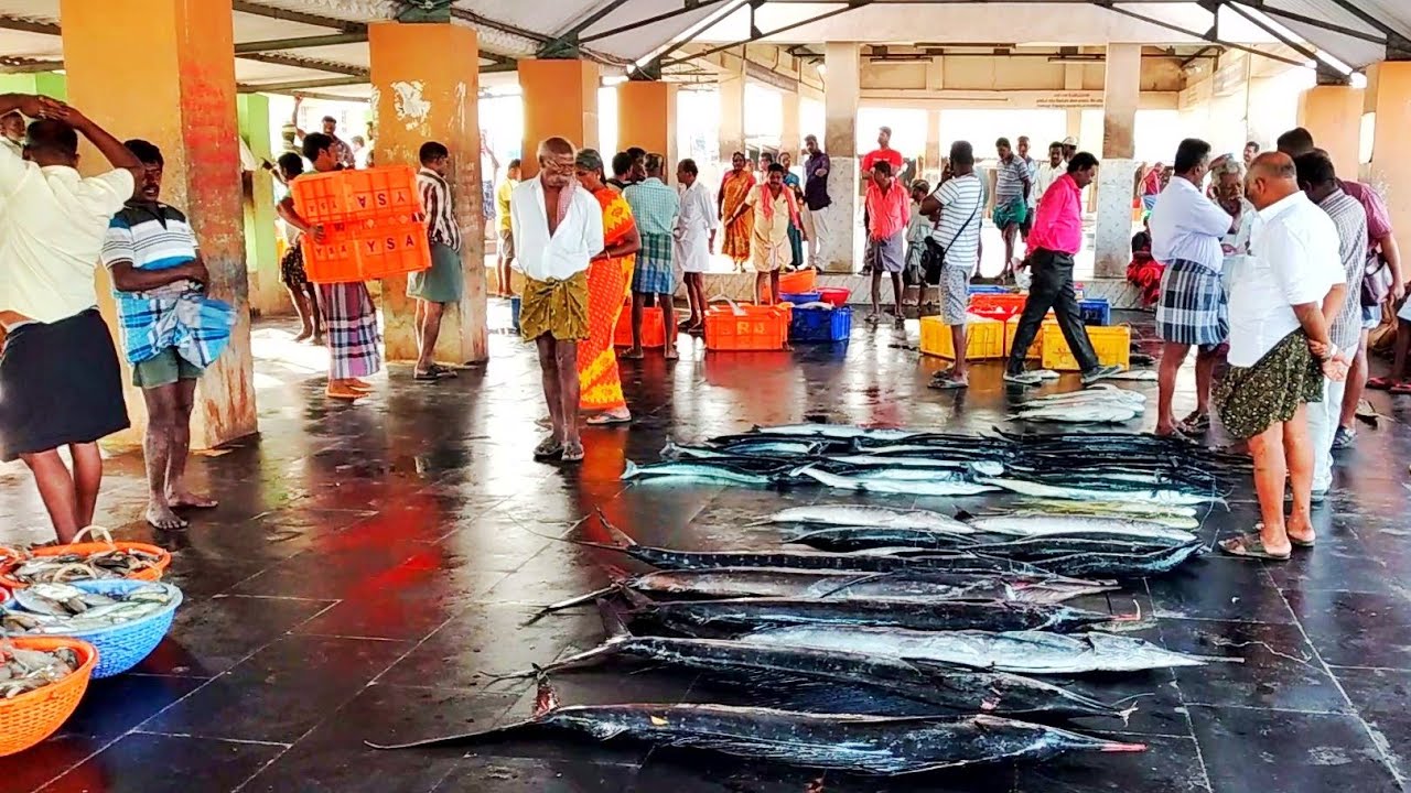 Fish auction in thoothukudi | Fish market | மீன் ஏலம் விடுதல்| தூத்துக்குடி