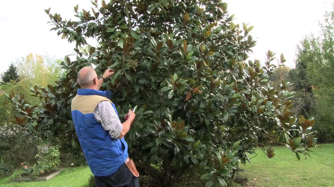 La taille du Magnolia