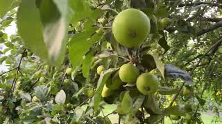 Apples, apple tree, green apple free stock video  Free for use & download