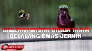 MASTERAN KONIN GACOR FULL ISIAN ROLL TEMBAK CIBLEKAN CILILIN BELALANG EMAS DASYAT ISTIMEWA