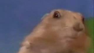 Monty Python and the Dramatic Prarie Dog