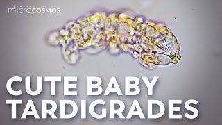 The Highs and Lows of Tardigrade Pregnancy