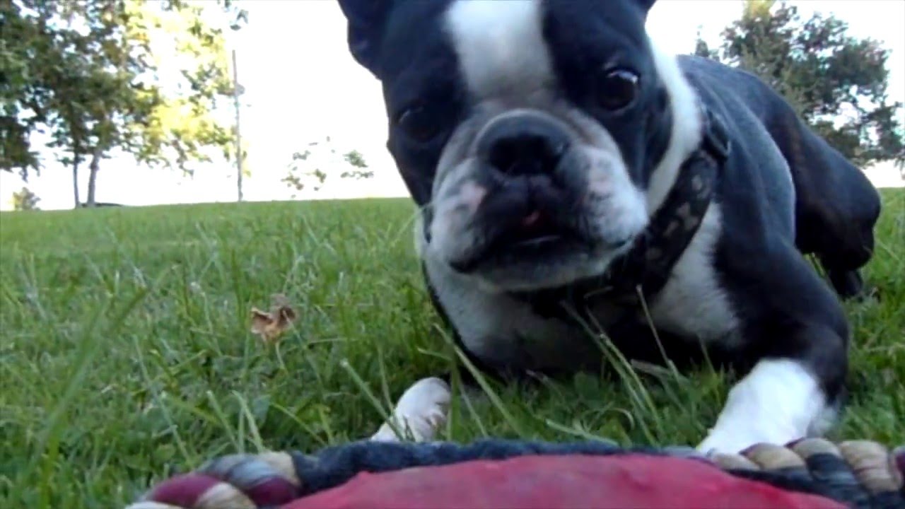 This Dog Jumps Super High! YouTube