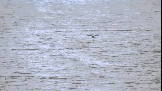 Eagle Fishing gif