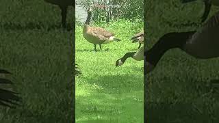 Goose # 10705 #shorts #wildlife
