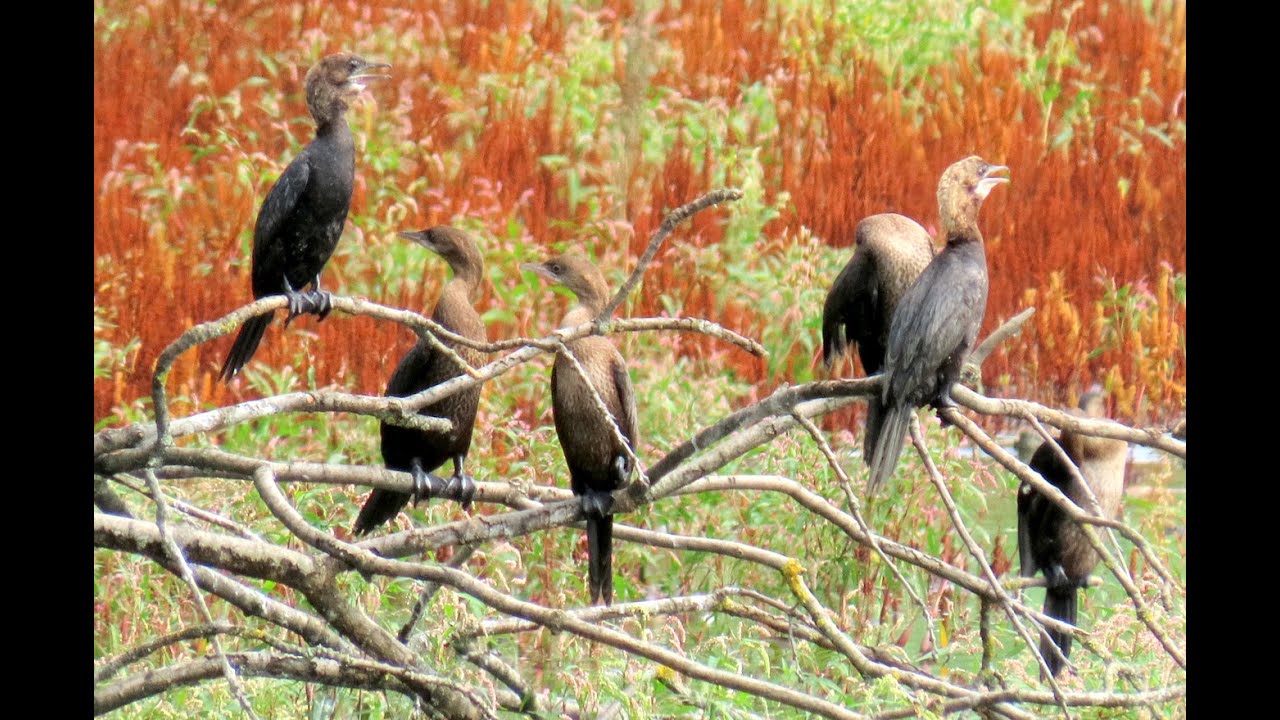 1452. Kormorán malý, Pygmy Cormorant, Zwergscharbe, Dwergaalscholver