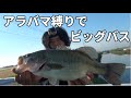バス釣り　アラバマリグは反則級に釣れる！？