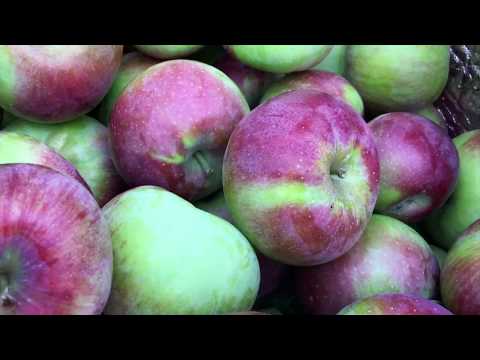 Video: Når Skal Jeg Fjerne Vinter -epler For Oppbevaring? Når Skal Jeg Samle Sene Varianter I Ural Og Volga -regionen? Hvordan Fjerne Epler Fra Et Tre?