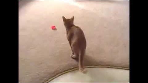 Catnip Is A Hell Of A Drug