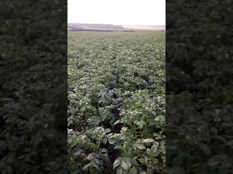 Картофель сорт Крона