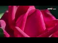 [아름다운 중국] 윈난 | CCTV 한국어방송