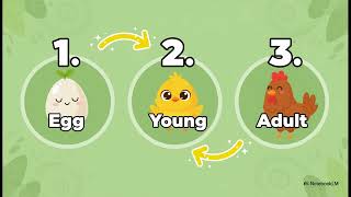 Primary 3 Science: Life Cycles of Animals