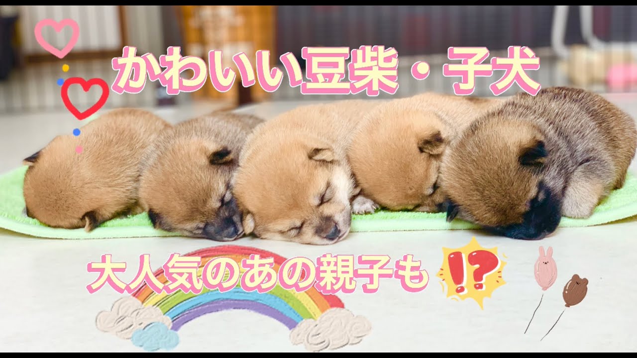 豆柴 柴犬 子犬 かわいい子犬ハッピー動画メドレー Mameshibadog Puppies Youtube