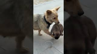 Chiquinho Pirulito é proibido de andar com a gangue dos caramelos juniors