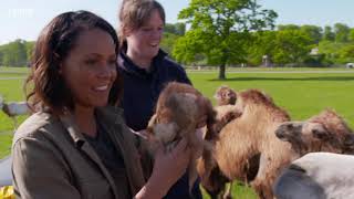 Bbc Animal Park Summer Special Episode 1