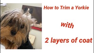 How to trim a Yorkie with two layers of coat.