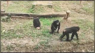 #youtube #shorts #chimpanzee #malaysia#kualalumpur  #zoo #video
