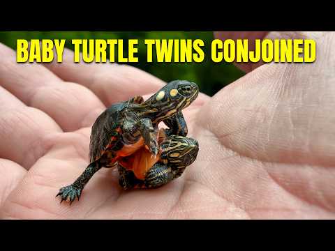 Separating Turtle Twins: Can We Save Them Both?