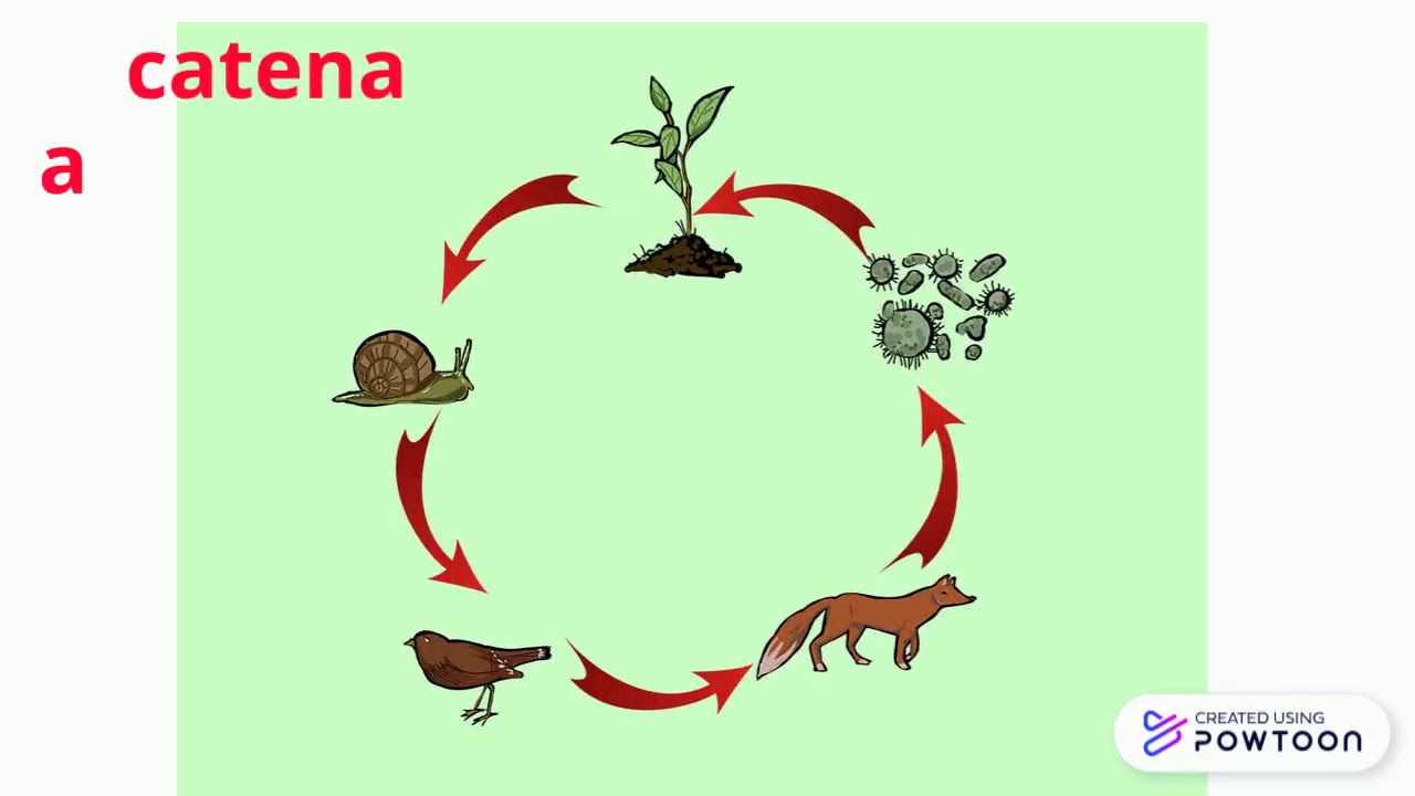 Esempio Di Catena Alimentare Del Prato