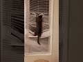Cat vs Blinds… The Blinds Lost 😹 | 猫 vs ブラインド…結果はこちら