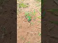 ANT video #2026 #viralvideo #shorts #camera #amazing insect@2026 #black