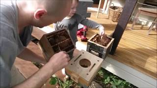 Native Stingless bees  Adding brood to a budding box