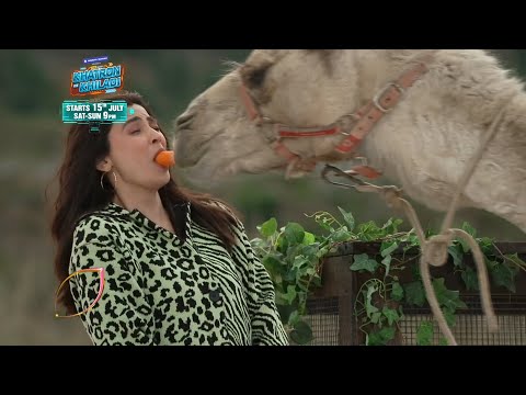 Khatron Ke Khiladi 13 Promo: Daisy Shah Ne Li Camel Ki Kiss, Muh Se Khilaya Gajar
