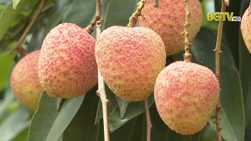Vải sớm Tân Yên: Nâng cao chất lượng, tiêu thụ thuận lợi