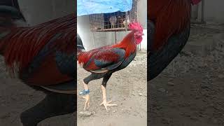 #Peruhatch Ayam nokis @buhawebloodline 