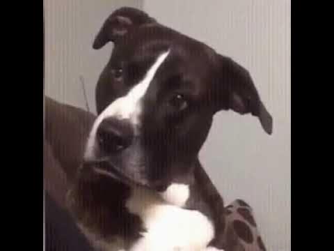 Funny Animals Dogs GIF - FunnyAnimals Dogs WrongHand GIFs