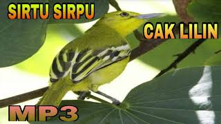 Suara Pikat Burung Sirtu Sirpu Cipoh | Burung Cak Lilin | Bird Sound