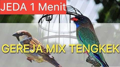 MASTERAN GEREJA Tarung Kombinasi TENGKEK BUTO | isian Cendet Panglima v Cendet Werkudoro
