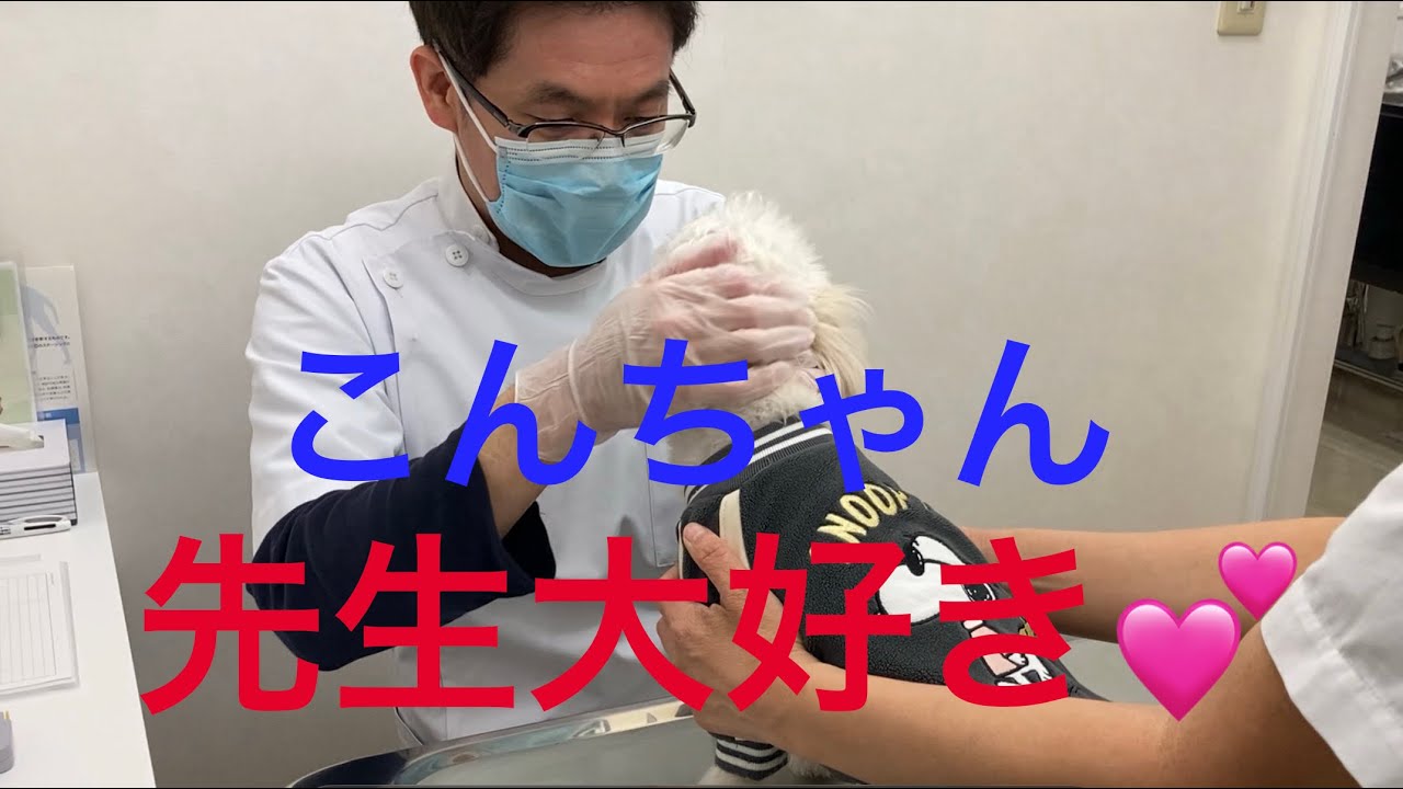 こんちゃんの先生2026年3月5日#マルジャック #えんじゅ動物病院 #犬動物病院