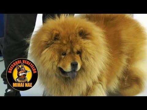 Video: Rasa De Câine Chow Chow Hipoalergenică, Sănătate și Durată De Viață