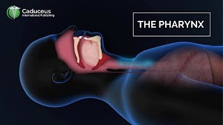 The Pharynx Anatomy and Function | Epiglottis + Larynx Examined screenshot 3