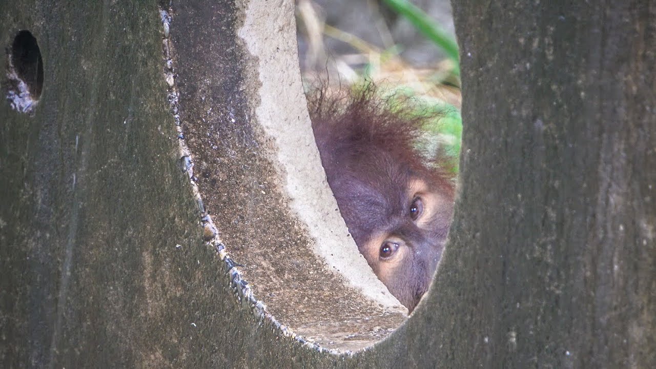 Popo on a rainy day｜Sumatran Orangutan｜ICHIKAWA CITY ZOO｜スマトラオランウータン｜雨の日のポポちゃん｜市川市動植物園