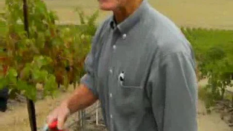 NW Winecast for Oct. 7, 2008: In the vineyard with...
