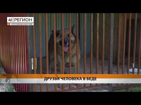КАМЧАТСКИЙ ПРИЮТ ДЛЯ БЕЗДОМНЫХ СОБАК МОЖЕТ ОСТАТЬСЯ БЕЗ ЭЛЕКТРИЧЕСТВА ИЗ-ЗА ДОЛГОВ • НОВОСТИ