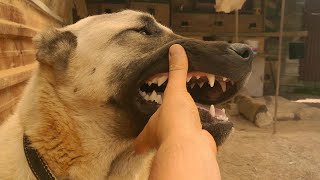 KOBRA YEMEKTE AGRESİF OLUYOR-  KÖPEKLERİN YEMEK SAATİ İŞTAHLARI YERİNDE ÇOK ŞÜKÜR AŞIRI SICAK VAR