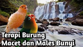 MASTERAN KENARI TERAPI AIR MIX LOVEBIRD || Burung Dijamin Merespon