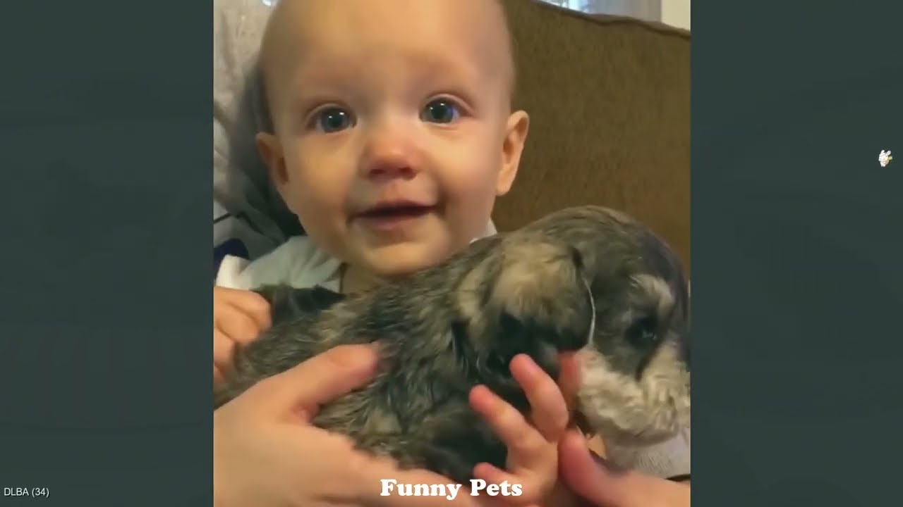 Dog Love Baby— Heartwarming moments!😂