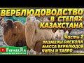 Как 2000 верблюдов прогоняют через раскол. Самки по 800 кг. Размеры раскола. Бонитировка верблюдов.