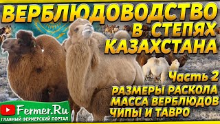 Как 2000 Верблюдов Прогоняют Через Раскол. Самки По 800 Кг. Размеры Раскола. Бонитировка Верблюдов.